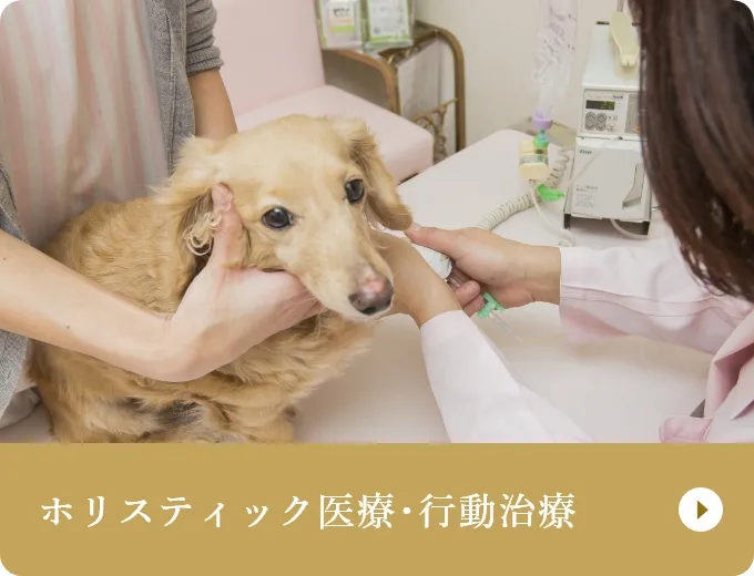 ホリスティック医療･行動治療