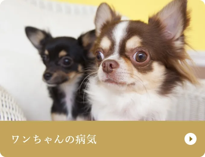 ワンちゃんの病気