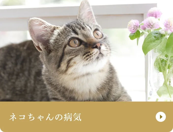 ネコちゃんの病気