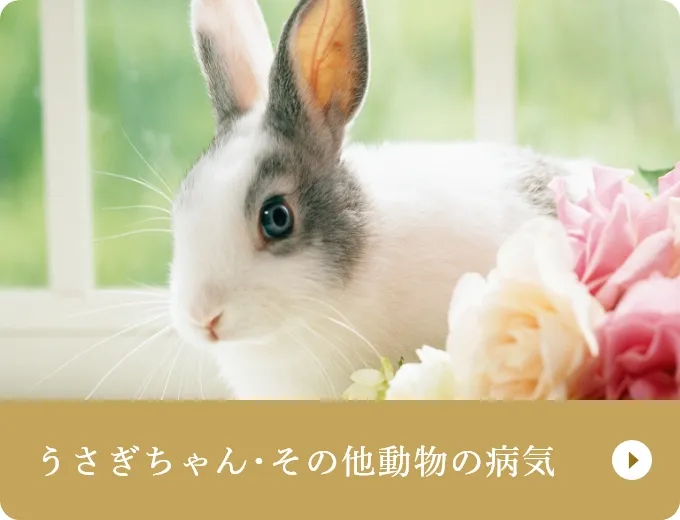 うさぎちゃん･その他動物の病気