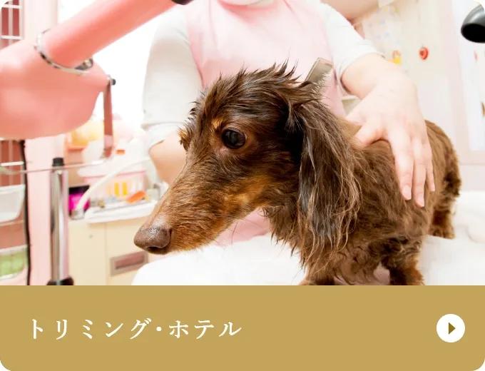 トリミング･ホテル