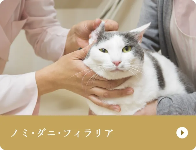 ノミ･ダニ･フィラリア