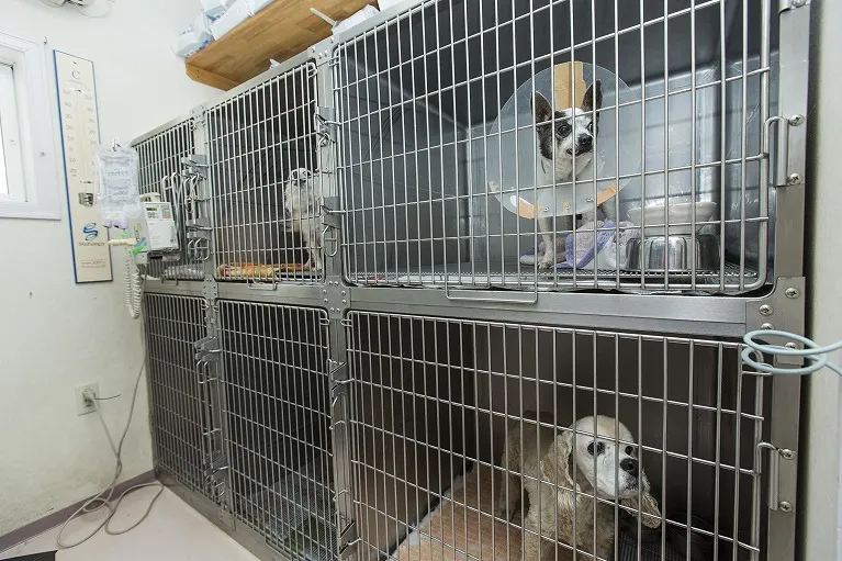 入院犬舎