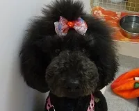 名前　リコリス (♀)