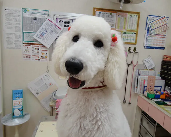 名前　杏仁 (♀)