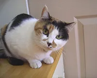 名前　夢小町 (♀)