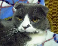 名前　ポン太(♂)