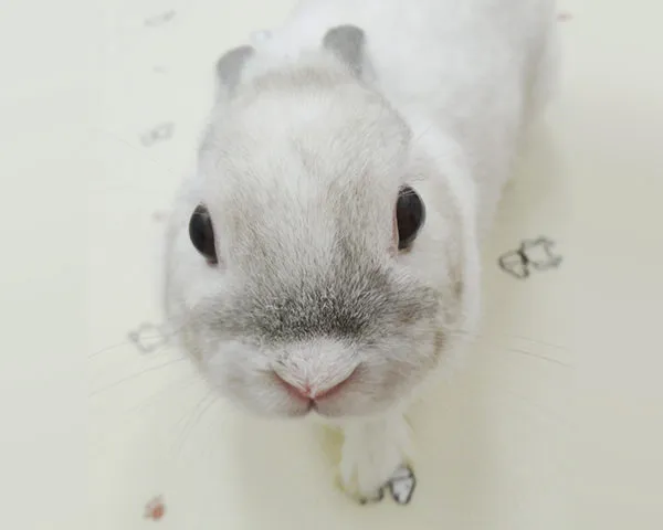 名前　63(ろみ)ちゃん (♀)