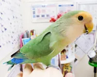 名前　トーリー (♂)