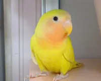 名前　こまちゃん (♀)