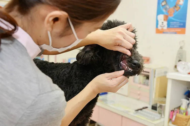 歯周病の可能性