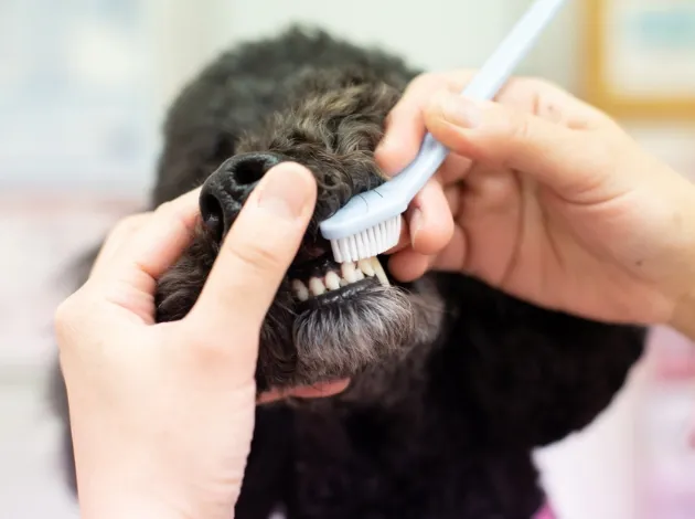 ワンちゃんの歯磨きの5つのポイント