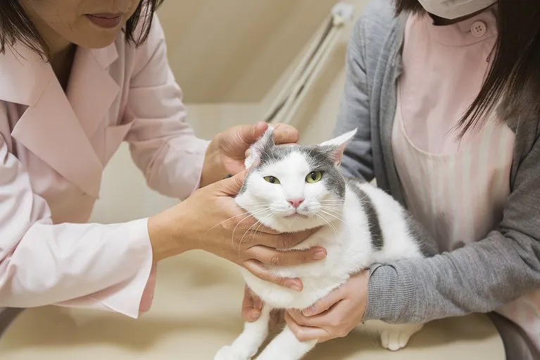 骨軟骨異形成症候群