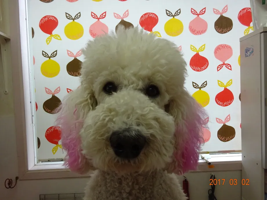 施術例２（杏仁）