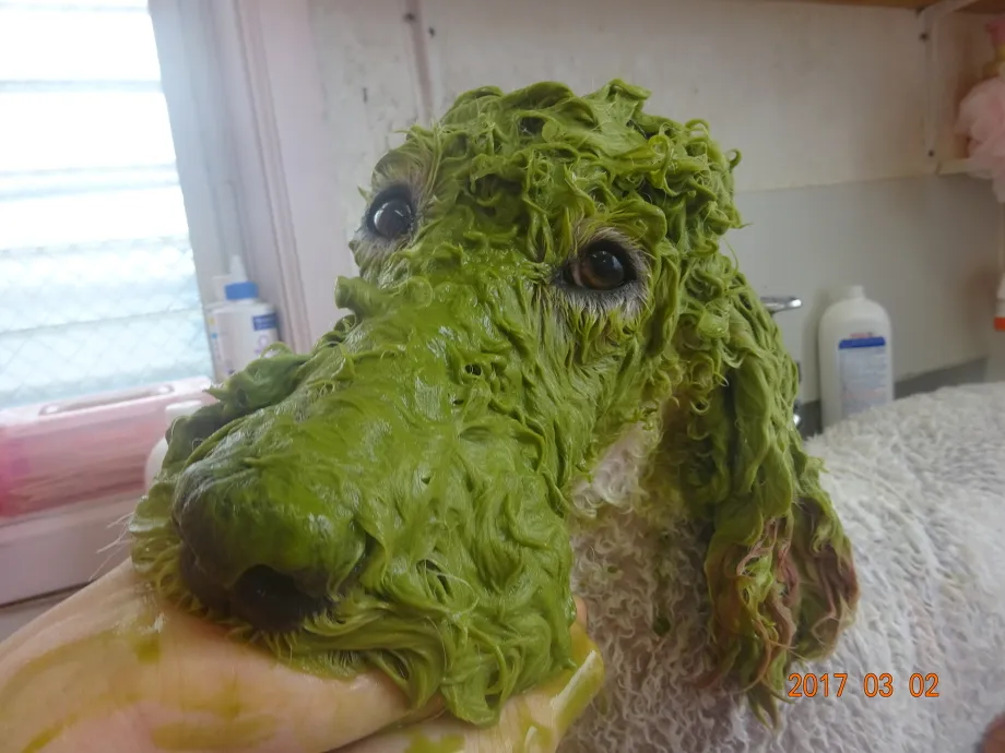 施術例２（杏仁）