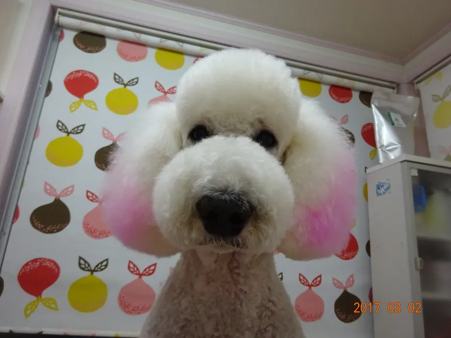 施術例２（杏仁）