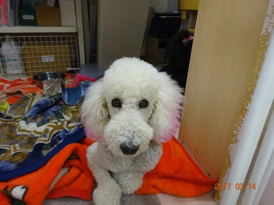 施術例２（杏仁）