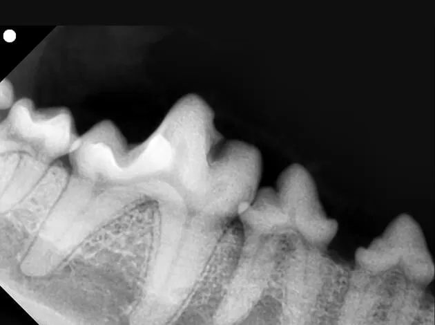 歯科用レントゲンでわかる異常
