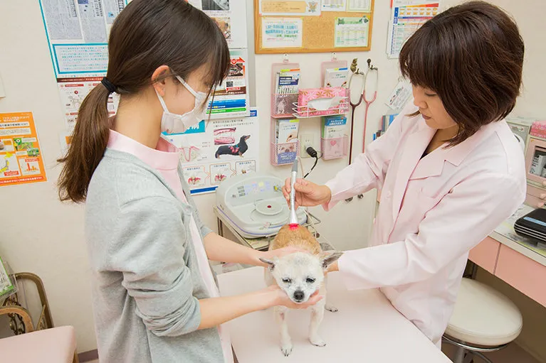 「ペットドック」について