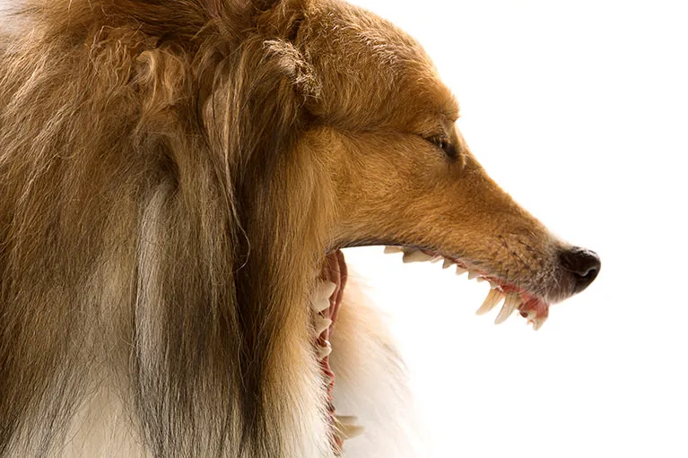 定期的な歯・口腔ケア