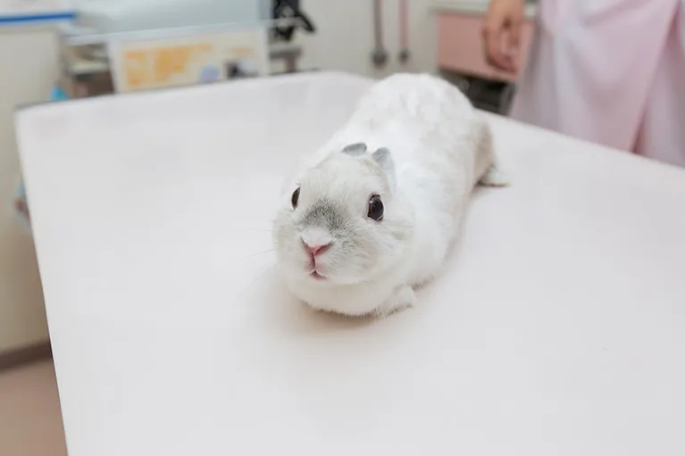 うさぎちゃんにこんな症状があれば、すぐにご来院ください