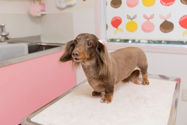 トリミング・ペットホテルのご利用について