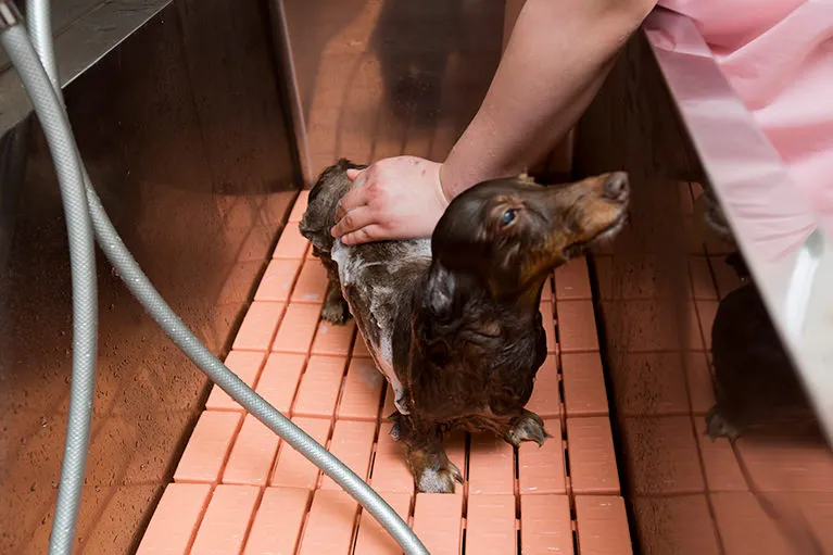 トリミングのご案内